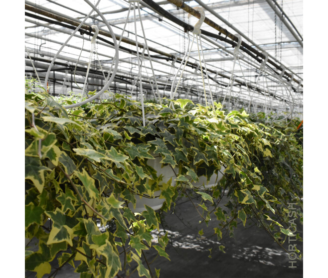 HEDERA SUSP