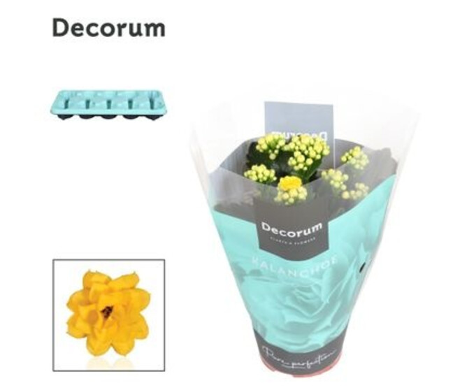 KALANCHOE FL DBLE JAUNE