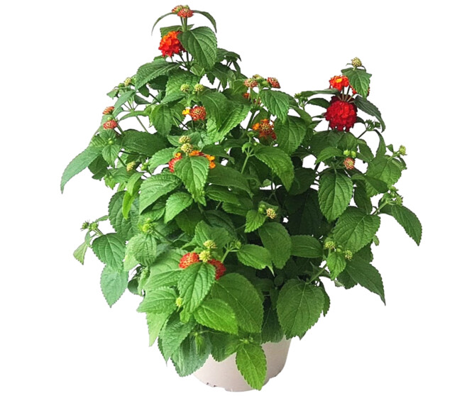 LANTANA