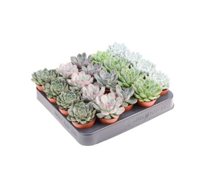 ECHEVERIA VARIES