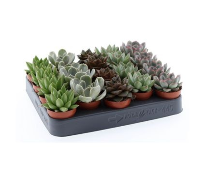 ECHEVERIA VARIES