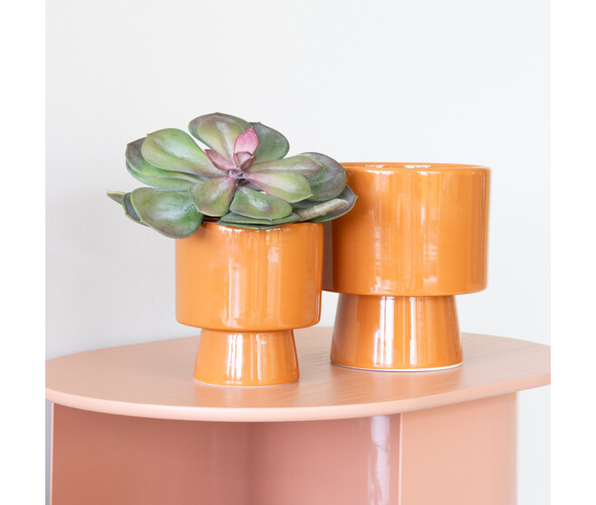 ECHEVERIA VARIES