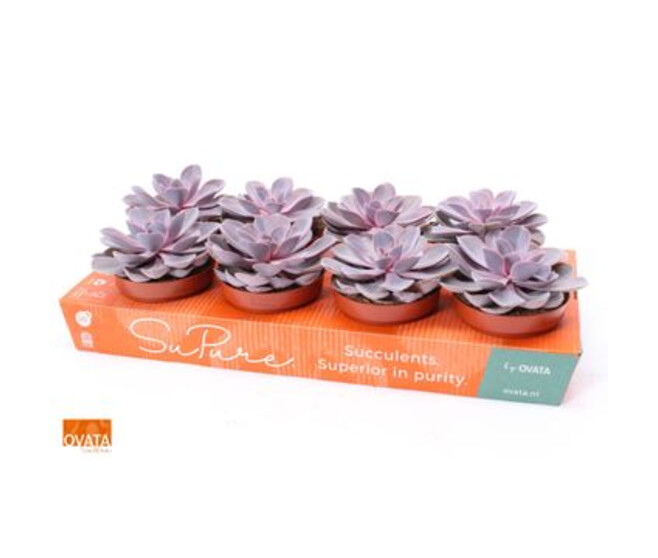 ECHEVERIA PURPLE PEARL
