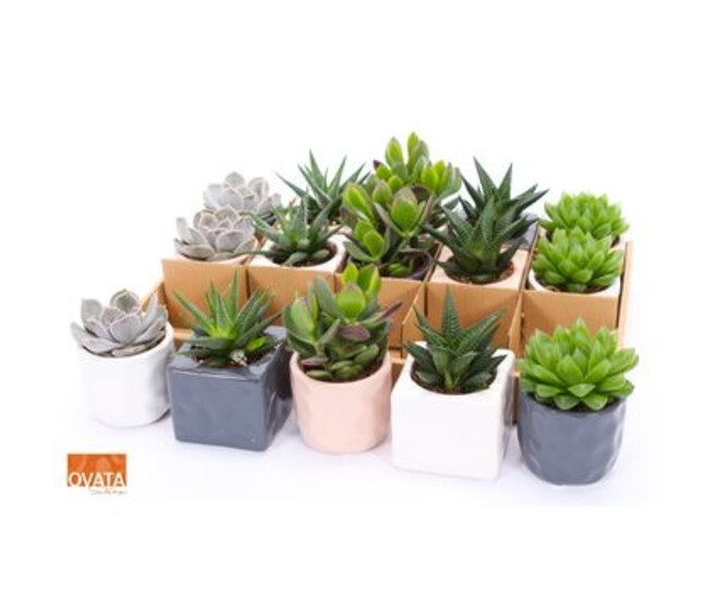 SUCCULENTE CERAM