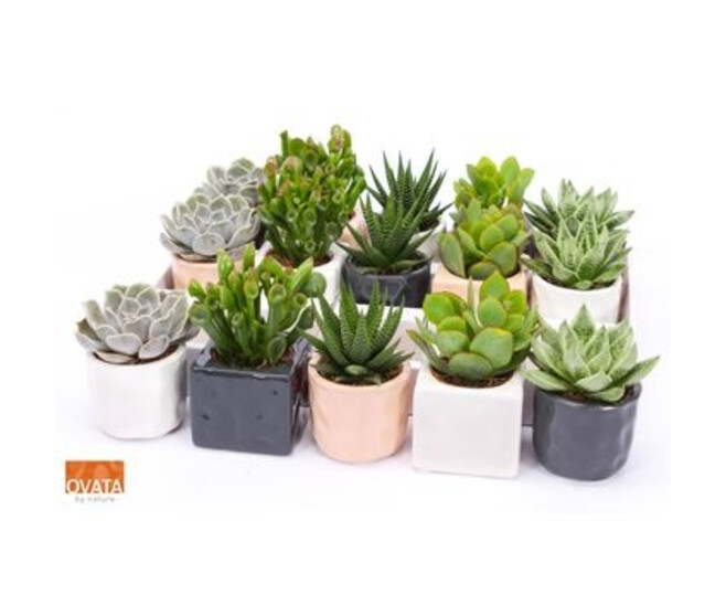 SUCCULENTE CERAM
