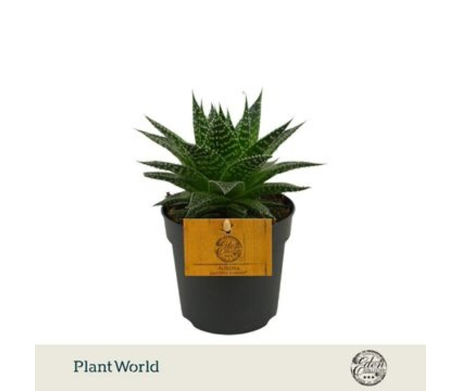 GASTERIA VARIES