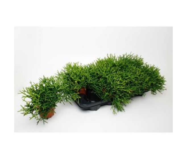 RHIPSALIS HETEROCLADA