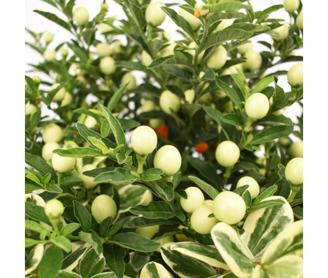 VERONIQUE PANACHEE X1 SOLANUM X1