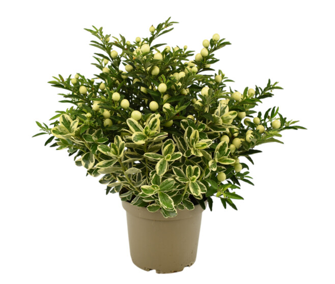 VERONIQUE PANACHEE X1 SOLANUM X1