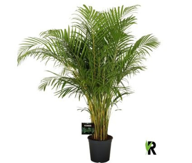 ARECA CHRYSALIDOCARPUS