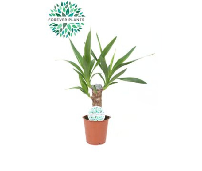 YUCCA TIGE