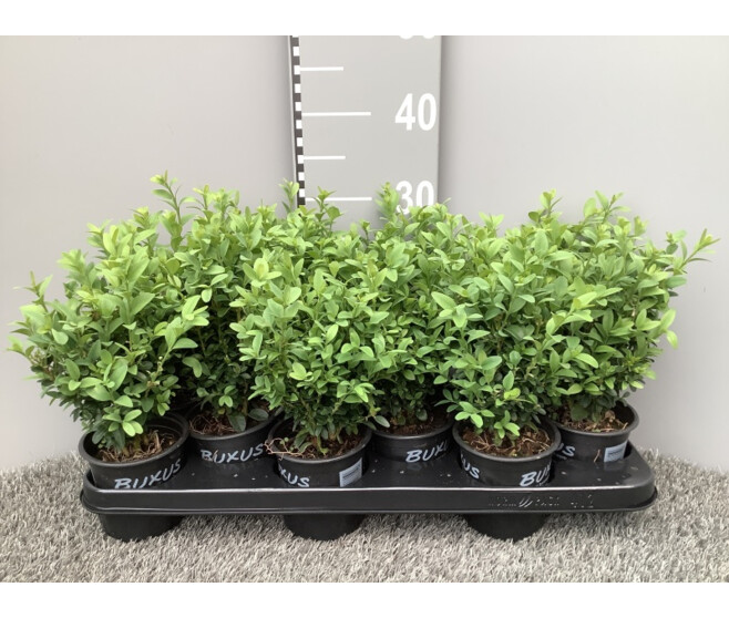 BUXUS
