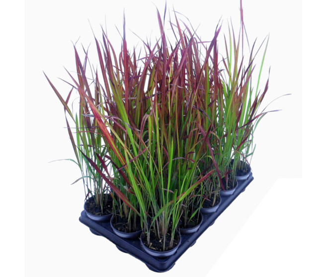 IMPERATA