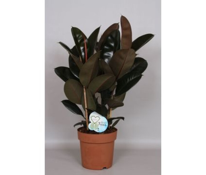FICUS ABIDJAN 3PP