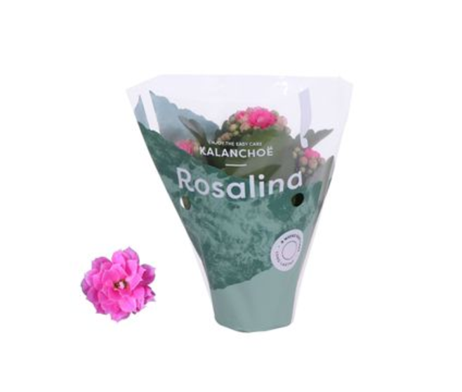 KALANCHOE FL DBLE ROSE