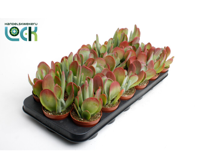KALANCHOE THYRSIFLORA RED LIPS