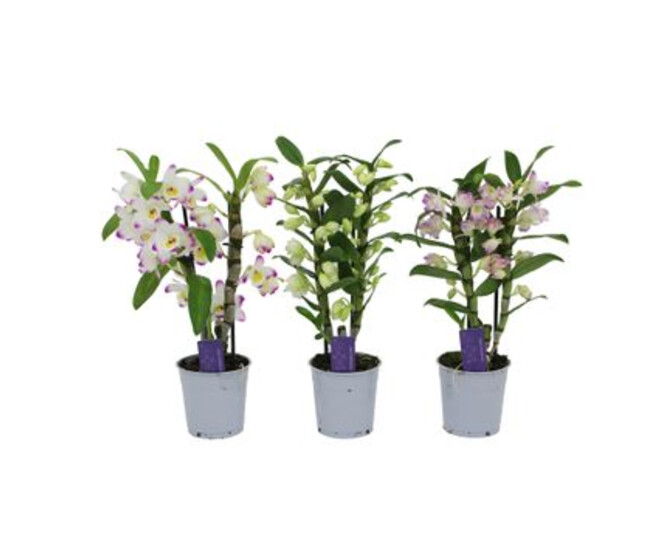 DENDROBIUM 2BR NOBILE BLANC
