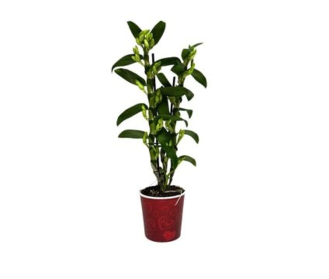 DENDROBIUM 2BR NOBILE BLANC