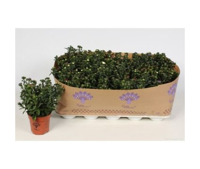 ASTER CARNAVAL