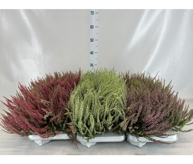ERICA CALLUNA BEAUTY LADY
