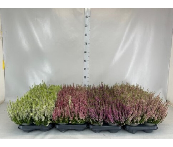 ERICA CALLUNA BEAUTY LADY