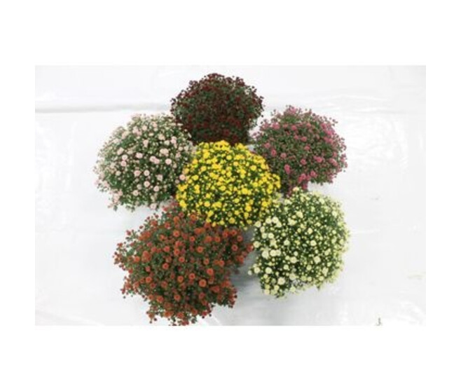 CHRYSANTHEME MULTI 35/40