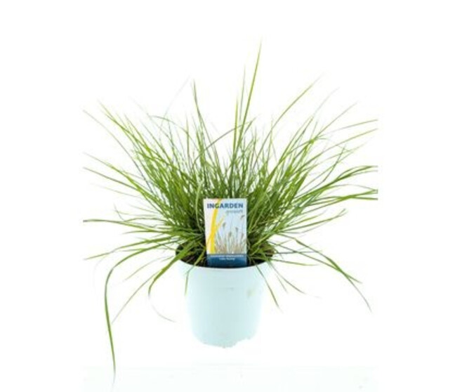 PENNISETUM LITTLE BUNNY