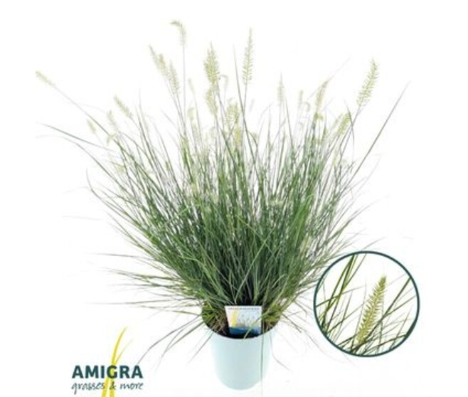 PENNISETUM LITTLE BUNNY