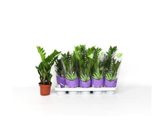 ZAMIOCULCAS