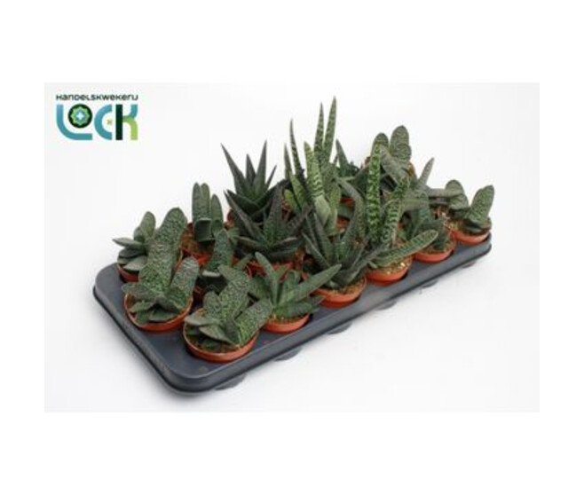 GASTERIA VARIES