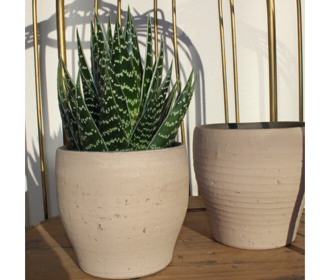 GASTERIA VARIES