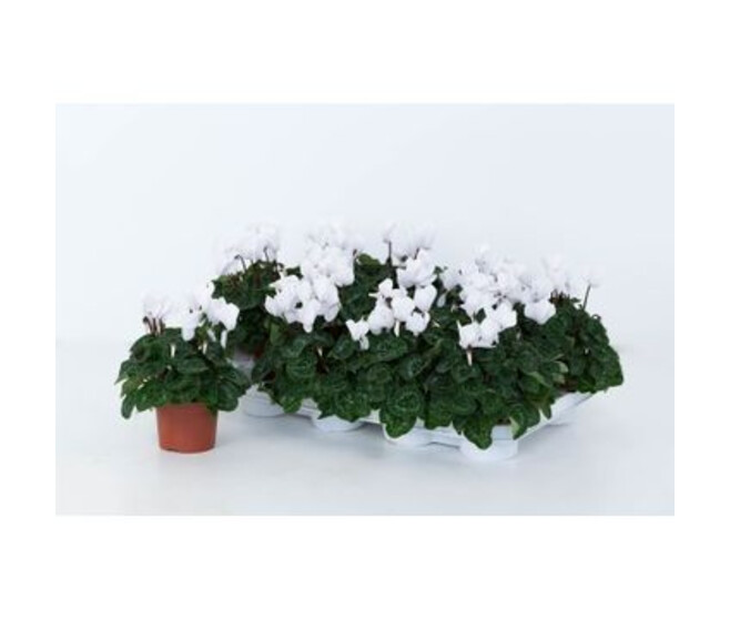 CYCLAMEN MIDI  BLANC