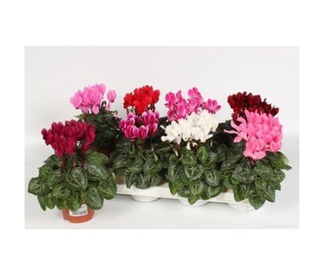 CYCLAMEN VERANO