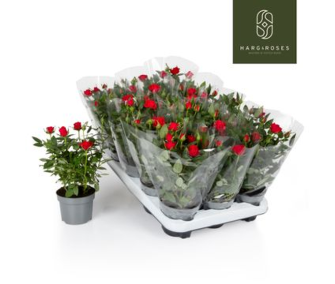 ROSIER KORDANA ROUGE