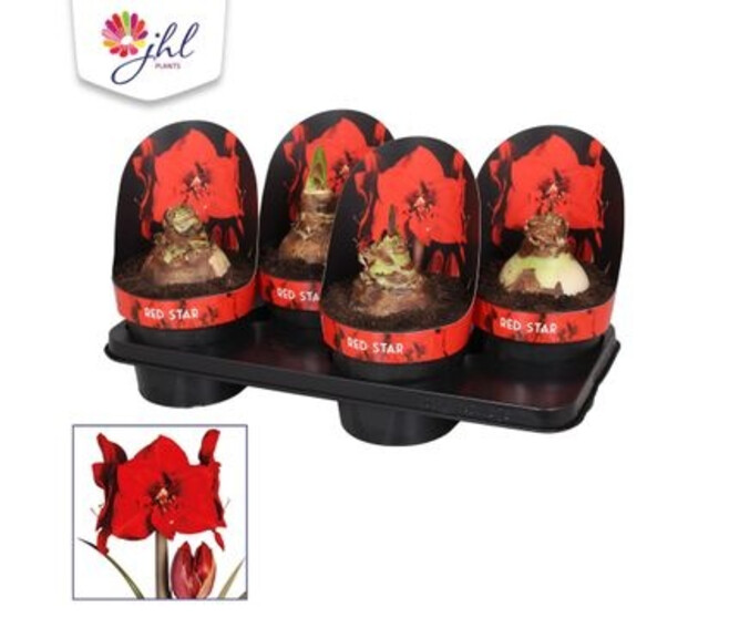 AMARYLLIS ROUGE 2/3TIGES