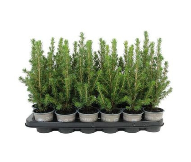 PICEA CONICA