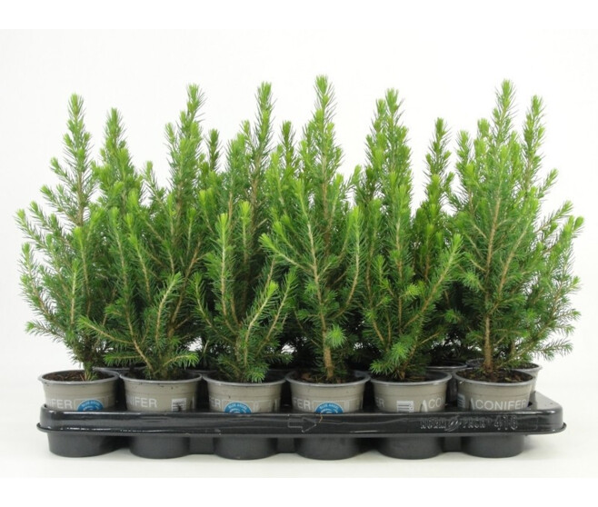 PICEA CONICA