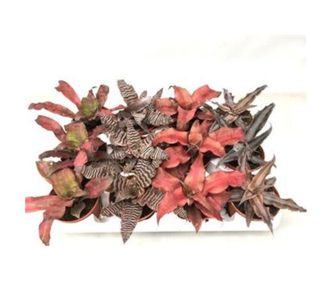 CRYPTANTHUS