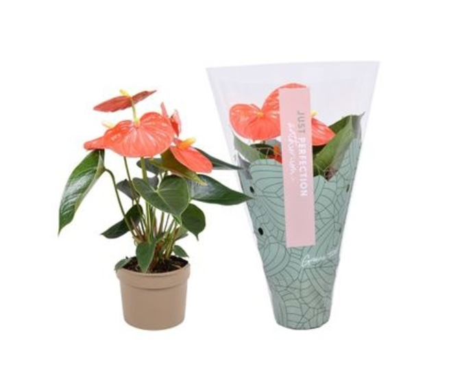 ANTHURIUM ANDREANUM ORANGE