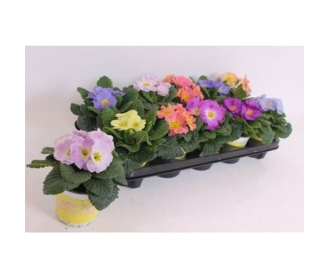 PRIMEVERE ACAULIS SPECIALE