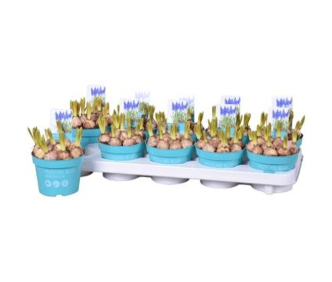 MUSCARI BLEU