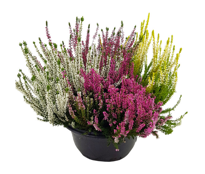 ERICA CALLUNA CARNAVAL COUPE COLOREE