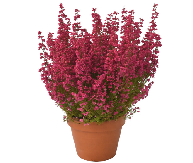 ERICA GRACILIS 35/40CM P TERRE