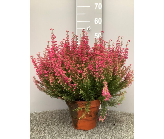 ERICA GRACILIS 40CM P TERRE