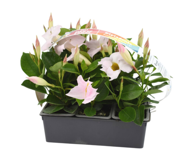 DIPLADENIA COLLECTION GODET BQ6 P COLORE