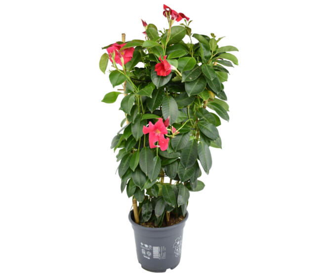 DIPLADENIA COLLECTION PALISSE P COLORE