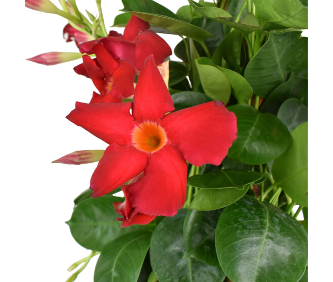 DIPLADENIA COLLECTION COUPE