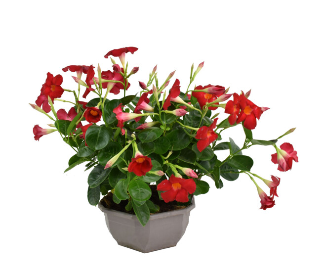 DIPLADENIA COLLECTION COUPE