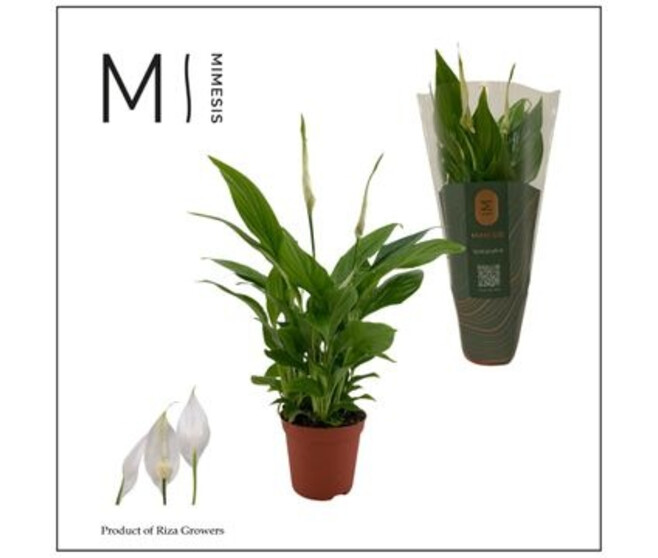 SPATHIPHYLLUM CHOPIN