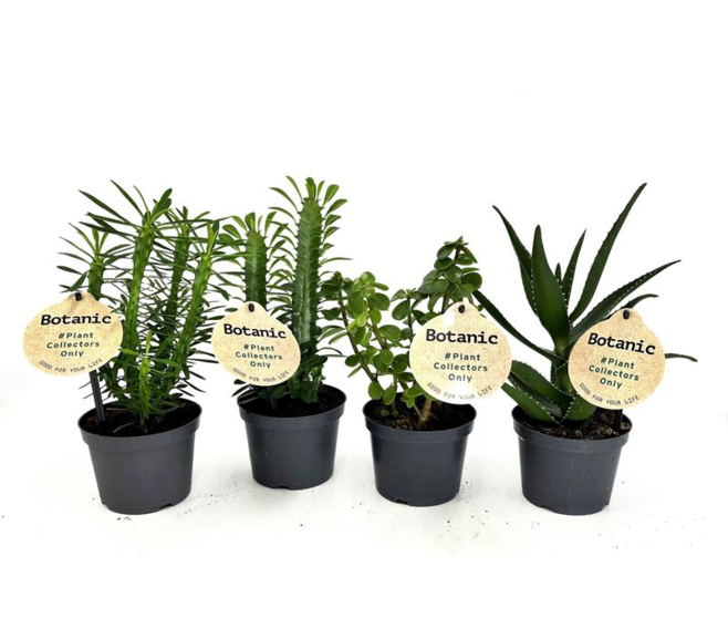 PLANTES VERTES VARIEES